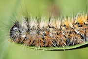 Anthelidae sp Moth (za) (Anthelidae sp)